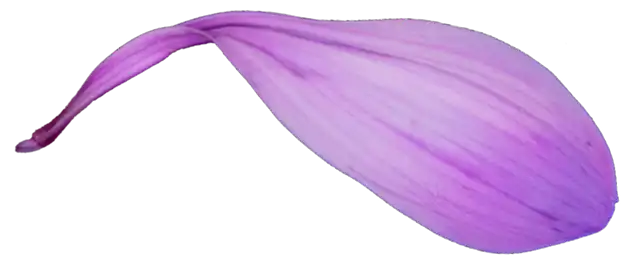Blume